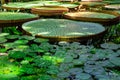 giant tropical lily green leaves in pond Royalty Free Stock Photo