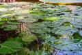 Giant tropical lily green leaves in pond Royalty Free Stock Photo