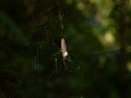 Giant Tropical spider Nephila