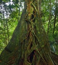 Giant tropical tree
