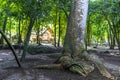 Giant tropical trees in the jungle rainforest Coba Ruins Mexico