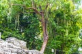 Giant tropical trees in the jungle rainforest Coba Ruins Mexico