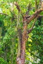 Giant tropical trees in the jungle rainforest Coba Ruins Mexico