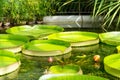 Giant tropical water lily leafs