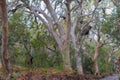 Huge eucalyptus trees in jungle forest Fraser Island, Australia Royalty Free Stock Photo