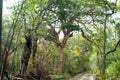 Huge eucalyptus trees in jungle forest Fraser Island, Australia Royalty Free Stock Photo