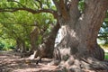 Old camphor trees in South Africa, mighty tree trunks form an avenue