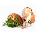 Giant Tun Snails Isolated