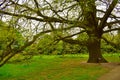 A giant turkey oak tree