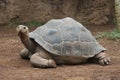 Giant turtle Royalty Free Stock Photo