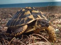 Giant Turtle Royalty Free Stock Photo