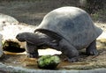 Giant turtle