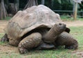 Giant turtle