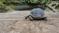 A giant turtle Aldabrachelys gigantea eats grass scattered on a dirt path.