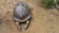 A giant turtle Aldabrachelys gigantea is resting on a sandy path Royalty Free Stock Photo