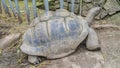 A giant turtle Aldabrachelys gigantea stands at the fence in the corral.