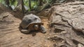 A giant turtle Aldabrachelys gigantea walks along a dirt path. Royalty Free Stock Photo