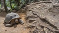 A giant turtle Aldabrachelys gigantea walks along a dirt path. Royalty Free Stock Photo