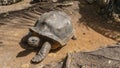 A giant turtle Aldabrachelys gigantea walks along a dirt path Royalty Free Stock Photo