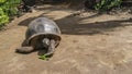 A giant turtle Aldabrachelys gigantea walks along a dirt track.