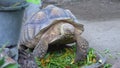 A giant turtle eating fresh vegetables and hiccup