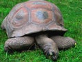 Giant turtle eating grass-stock photos