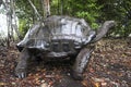 Giant turtle in firest Royalty Free Stock Photo