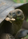 Giant turtle, galapagos islands Royalty Free Stock Photo