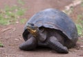 Giant turtle, galapagos islands Royalty Free Stock Photo