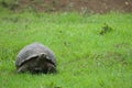 Giant turtle, galapagos islands, ecuador Royalty Free Stock Photo