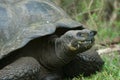 Giant turtle, galapagos islands, ecuador Royalty Free Stock Photo