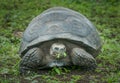 Giant turtle, Galapagos islands, Ecuador Royalty Free Stock Photo