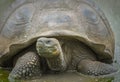 Giant turtle, Galapagos islands, Ecuador Royalty Free Stock Photo