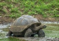 Giant turtle, Galapagos islands, Ecuador Royalty Free Stock Photo