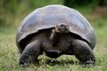 The giant turtle in the grass. The Galapagos Islands. Pacific Ocean. Ecuador. Royalty Free Stock Photo