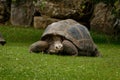 Giant turtle on the grass