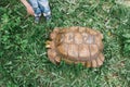Giant turtle in the green grass. The child feeds the turtle with dandelions. Close-up