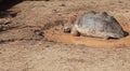 Giant turtle having mud bath