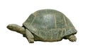 Giant turtle with path Royalty Free Stock Photo