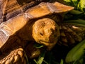 Giant Turtle Portrait Royalty Free Stock Photo