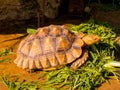 Giant Turtle Portrait Royalty Free Stock Photo