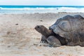 Giant turtle on the sand in La Digue island Royalty Free Stock Photo