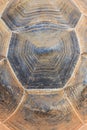 Giant turtle shell texture background. Royalty Free Stock Photo