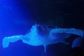 Giant turtle swimming above a coral reef close up. Sea turtles are becoming threatened due to illegal human activities. Royalty Free Stock Photo