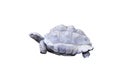 Giant turtle or testudinidae  reptile isolated on white background ,clipping path Royalty Free Stock Photo