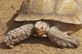 A giant turtle walk slowly on a sandy soil