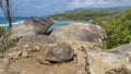 A giant turtle walks along the path. The carapace and paws are visible Royalty Free Stock Photo