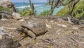 A giant turtle walks along a path on a tropical island