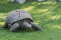 Giant turtle in the zoo Hagenbeck` in Hamburg, germany.` Royalty Free Stock Photo