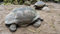 Giant turtles Aldabrachelys gigantea in a corral on a sandy path